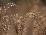 A Close Up of Stalks of Oat Grass