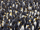Adult King Penguins Pack Together Against a Blizzard