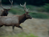 A Roosevelt Elk Bull Running in a Meadow in Prairie Creek State Park