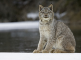 Canada Lynx (Lynx Canadensis) Sitting in the Snow  Kalispell  Montana