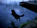 A Dog Jumping into Lake Banyoles