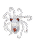 A Post-Larval Octopus Collected from a Sample of Coral Reef