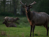 Roosevelt Elk in a Redwoods Meadow