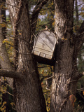 A Mailbox Stuck Between the Branches of a Tree