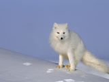 A White Arctic Fox (Alopex Lagopus) Blends with the Snowy Landscape