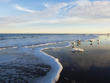 Common Sea Gulls and Surf