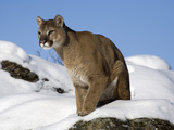Mountain Lion (Felis Concolor) in Snow  Kalispell  Montana