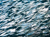 A Closeup of a School of Tiny Fry