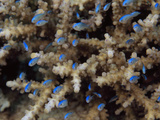 Blue Green Chromis Swimming Near the Safety of a Coral Hiding Place