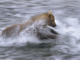 Grizzly Bear (Ursus Arctos Horribilis) Chasing Fish in Shallow Water  Katmai National Park  Alaska