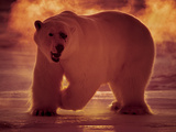 A Polar Bear Hunts in -40 Celsius Temperatures at 3 AM
