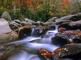 Little Pigeon River Among Rocks and Maple Leaves  Great Smoky Mountains Nat'l Park  Tennessee