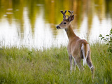 Male White-Tailed Deer Looking over His Shoulder