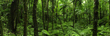 Lush Vegetation in El Yunque National Forest