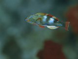 A Colorful Flasher Wrasse