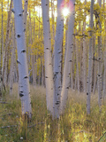 American Aspen Trees in Autumn Color