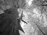 An over 300 Foot Giant Redwood Tree