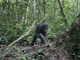A Chimp at a Termite Mound Fishing with a Probe and Puncturing Stick
