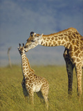 Masai Giraffe (Giraffa Camelopardalis Tippelskirchi) Mother and Young  Kenya