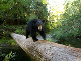 A Remote Camera Captures a Black Bear Crossing a Fallen Log