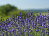 Lavender Fields in Bloom