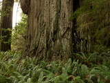 A Scientist Stands Next to an over 300 Foot Giant Redwood Tree