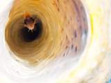 A Reef Fish Hides Inside a Large Sea Sponge
