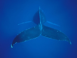 Humpback Whale (Megaptera Novaeangliae) View of Tail  Hawaii