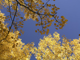 Skyward View of Aspen Tree Leaves in Full Fall Color