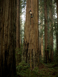 The Patriarch Grove Has the Largest Volume of Redwood Trees