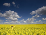 A Young Woman in Field of Rapeseed  Brassica Napus