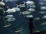 A Girl in Front of a Tank of Swimming Fish at the Georgia Aquarium