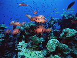 Squirrel Fish (Holocentrus Sp) Schooling at Reef  Cocos Island  Costa Rica