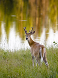Male White-Tailed Deer Looking over His Shoulder