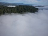 The Fog Covered Redwood Coast at Del Norte Coast Redwoods State Park