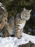 Bobcat (Lynx Rufus) in the Snow  Kalispell  Montana