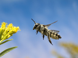 Leafcutter Bee (Megachile Sp) Flying Towards a Goldenrod (Solidago Sp) Flower  North America