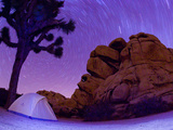 A Campsite Set Up under a Rare Joshua Tree