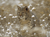 Bobcat (Lynx Rufus) Camouflaged in Snowy Meadow  Montana