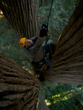 A Biologist Studies a Large Fern Mat  Heart of Posidion