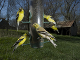American Goldfinches  Spinus Tristis  Eating from a Bird Feeder
