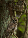 Threatened Northern Spotted Owls in a Redwood Forest