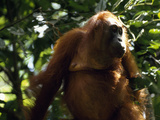 Female Orangutan  Pongo Pygmaeus  Portrait