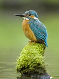 Adult Male Common Kingfisher  Alcedo Atthis  on a Mossy Branch