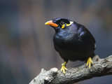 An Indian Hill Myna  Gracula Religiosa  at the San Antonio Zoo