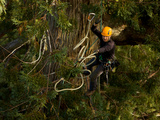 A Biologist Preparing Rigging for an Image of a Large Fern Mat