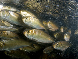 Alewives Run in the Rivers of Maine Every Spring