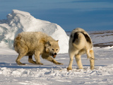 An Arctic Wolf Squares Off with a Sled Dog