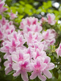 Pink Rhododendron Flowers in Piedmont Park  Atlanta