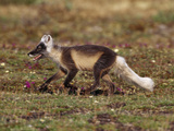 An Arctic Fox (Alopex Lagopus) Running across the Tundra in Summer